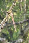 Sympecma fusca