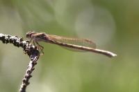 Sympecma fusca