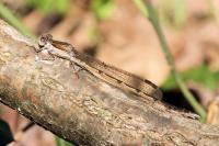 Sympecma fusca