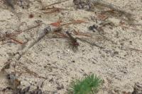 Sympetrum striolatum