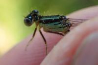 Ischnura pumilio