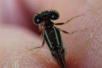 Ischnura pumilio