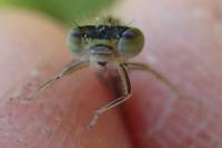 Ischnura pumilio