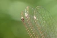 Ischnura pumilio