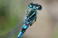 Coenagrion mercuriale
