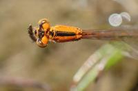 Ischnura pumilio