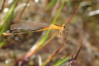 Ischnura pumilio