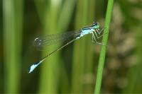 Ischnura elegans