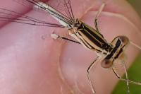Platycnemis pennipes