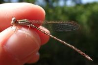 Sympecma fusca