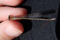 Sympecma fusca