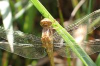 Orthetrum coerulescens