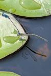 Coenagrion puella