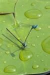 Coenagrion puella