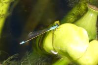Ischnura elegans