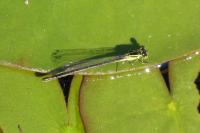 Ischnura elegans