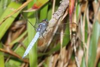 Orthetrum brunneum