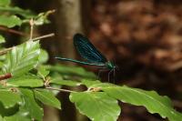 Calopteryx virgo virgo