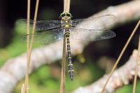 Cordulegaster boltonii