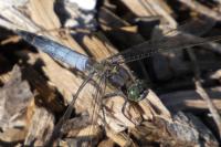 Orthetrum cancellatum