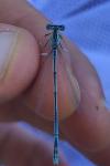 Platycnemis pennipes