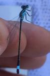 Ischnura elegans
