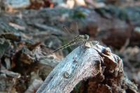 Orthetrum cancellatum