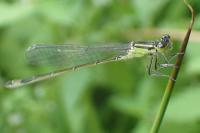 Ischnura elegans