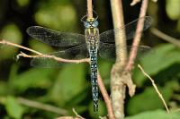 Brachytron pratense