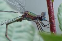 Chalcolestes viridis