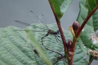 Chalcolestes viridis