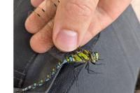 Aeshna cyanea