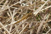 Crocothemis erythraea