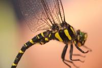 Cordulegaster bidentata