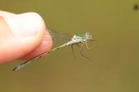 Lestes dryas