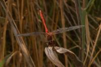 Sympetrum sanguineum