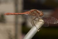 Sympetrum striolatum