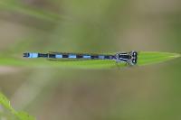 Coenagrion mercuriale
