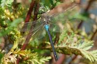 Anax parthenope