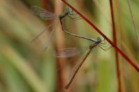 Lestes virens vestalis
