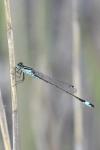 Ischnura elegans