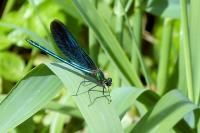 Calopteryx virgo virgo