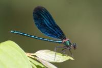 Calopteryx virgo virgo