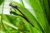 Pyrrhosoma nymphula
