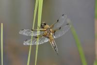 Libellula quadrimaculata