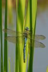 Anax imperator