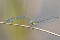 Coenagrion puella