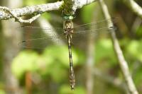 Oxygastra curtisii