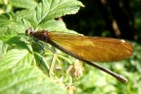Calopteryx virgo virgo