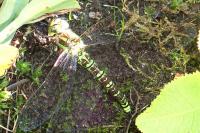 Aeshna cyanea
